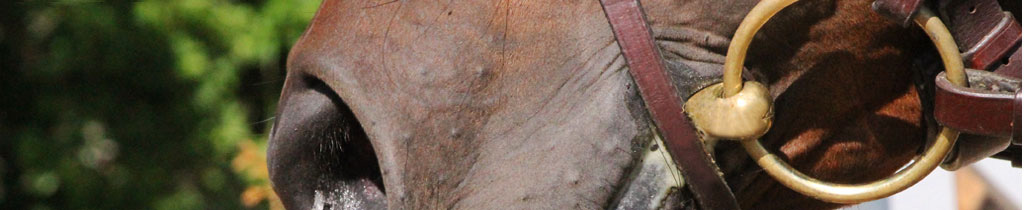 Ratsutuspalvelut